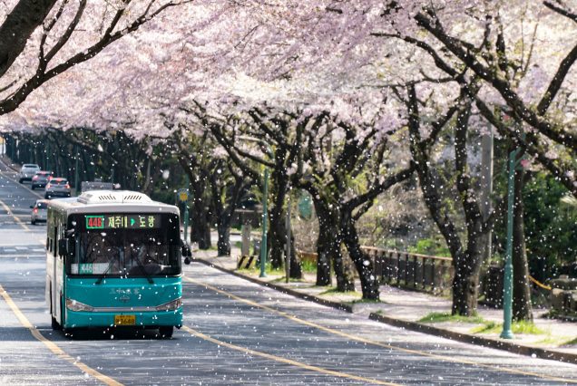 bus sous des cerisiers en fleur